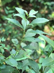 green leaves background