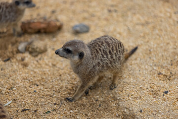 Fototapeta premium So many cute meerkats at one place. They are running and playing together in the sand. Another meerkat stands and looking around for some dangerous animals to run away.