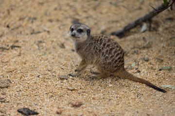 Fototapeta premium So many cute meerkats at one place. They are running and playing together in the sand. Another meerkat stands and looking around for some dangerous animals to run away.