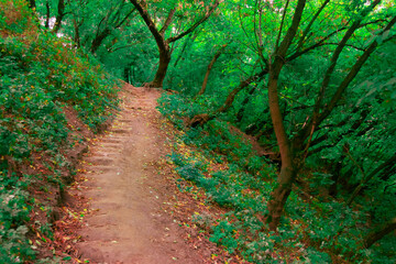 Obraz premium Early Autumn forest with path between trees and fallen leaves on the path