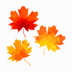 Watercolor maple leaves. Three maple leaves. Vector illustration isolated on white background.