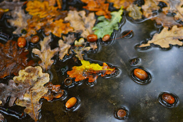 acorns and fallen oak leaves in an autumn puddle