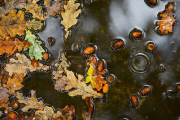 acorns and fallen oak leaves in an autumn puddle