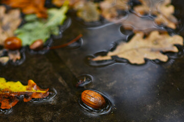 acorns and fallen oak leaves in an autumn puddle