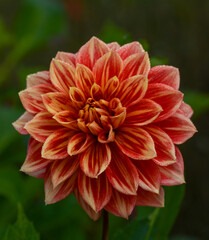 Dahlia