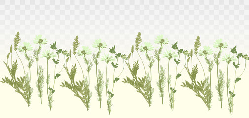 Fototapeta na wymiar Natural herbs border, wild field grass and chamomile. Herbal green seamless row, with transparent background.