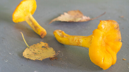 chanterelle mushrooms lie on the table