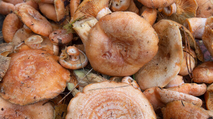 mushroom lactarius Lactarius lie on the table close-up, background