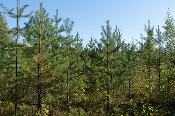 Young pines in the Vladimir region