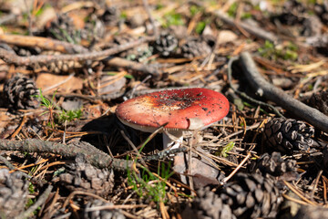 Beautiful red mushroom in the autumn forest