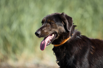 A dog from a dog shelter at an obedience and socialization training by the lake.