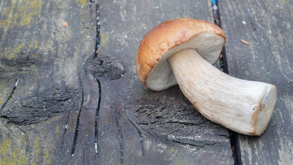 one porcini mushroom lies on the table