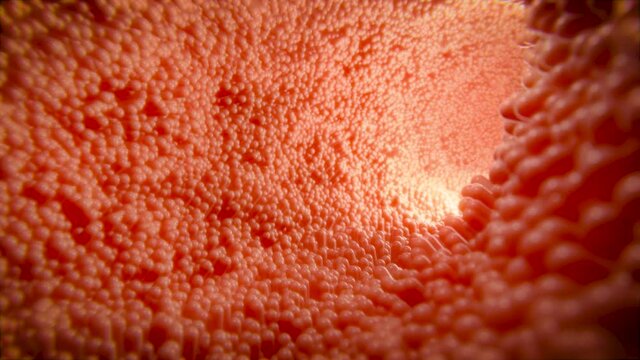Kamerafahrt durch Darm mit pulsierenden Darmzotten - Thema Mikrobiom oder Darmkrebs
