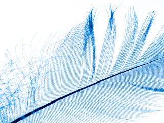 a little blue feather on a white background