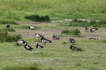 barnacle geese are resting in a green meadow in the dutch countryside in springtime