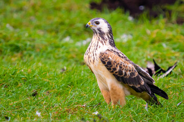 Common buzzard in Vittskövle, Skåne, Sweden. This picture in taken from a hiding place.