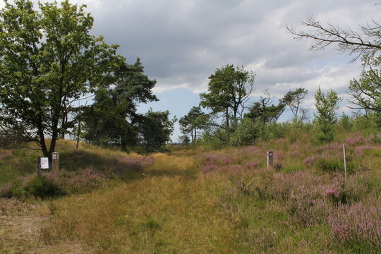 a heath landscape with with purple flowers and trees and a big cloud