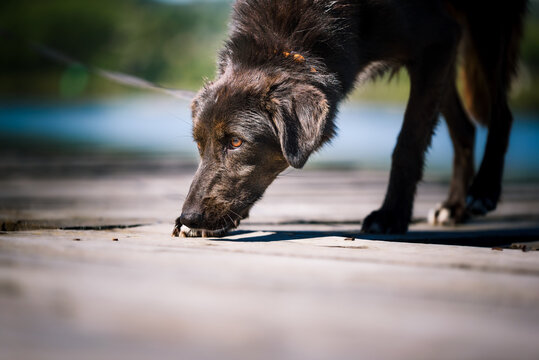 A dog from a dog shelter at an obedience and socialization training by the lake.