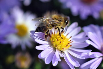 Biene auf einer Glattblatt-Aster