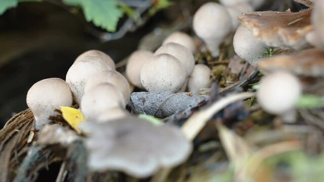 The small white puffball mushrooms on the tree log along with the tiny green moss in Estonia