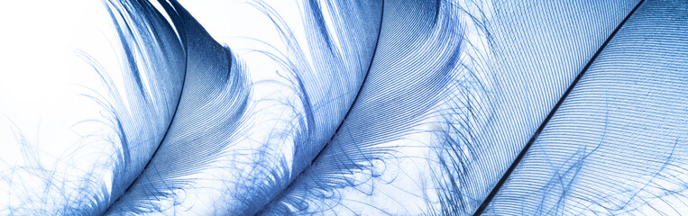 a little blue feather on a white background © Vera Kuttelvaserova