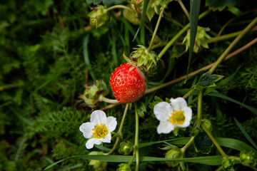flower of strawberry in raindrops on a green background