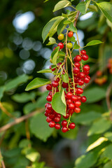 a twig with cherry berries hanging. High quality photo