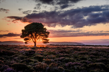 Fototapeta na wymiar Lone tree at sunset on Carrot Hill Angus Scotland