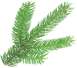 Green fir tree spruce branch with needles isolated on a white background
