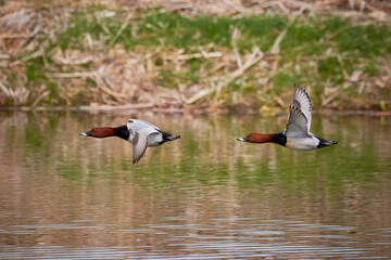 Two Common pochard males in flight above lake (Aythya ferina). Birds in flight