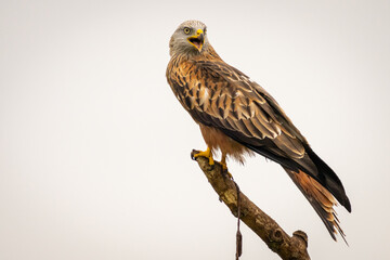 Red kite looking for food. This picture in taken from a hiding place.