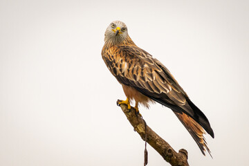 Red kite in Vittskövle, Skåne, Sweden. This picture in taken from a hiding place.