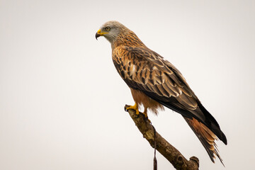 Red kite in Vittskövle, Skåne, Sweden. This picture in taken from a hiding place.