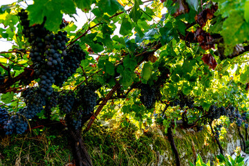 dark-colored grapes ready to pick