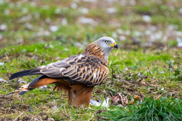 Red kite in Vittskövle, Skåne, Sweden. This picture in taken from a hiding place.
