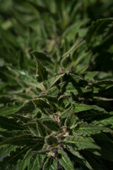 Marijuana buds, psychoactive drug for medical or recreational purpose