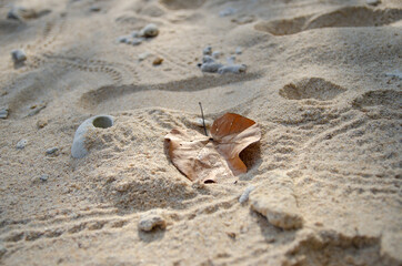 Fototapeta na wymiar patterns, leaves and shells on the sand