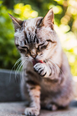 tabby cat licking paw cleaning