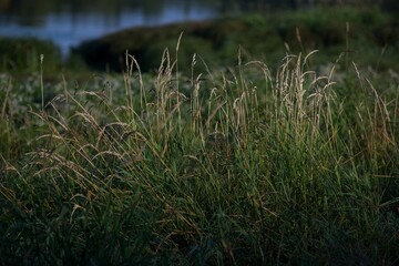 Fototapeta premium Green grass macro background shot