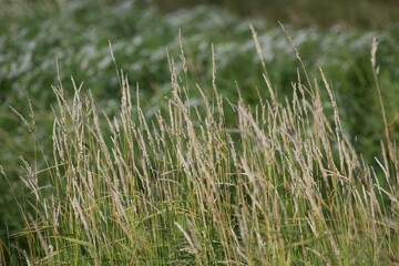 Green grass macro background shot