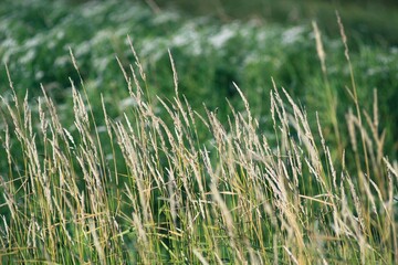 Green grass macro background shot