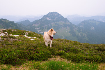 Cute dog standing in the heather of the alpine