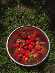 Fresh picked strawberries in a round bowl top view