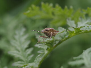 Braune Wanze auf den Blättern einer Wildblume