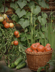 Harvest tomato and cucumber in a country garden