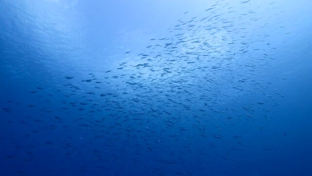 Seascape with School of Fish, Boga Fish in the turquoise water of coral reef in the Caribbean Sea, Curacao