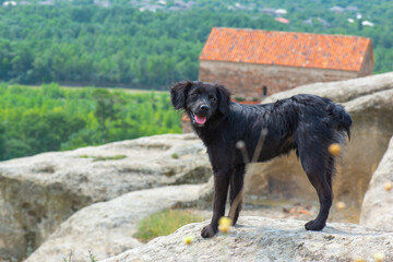 a small dog stands on a mountain in the Uplistsikhe