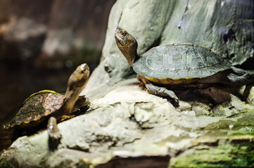 Two Asian giant turtles on the stone.