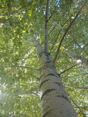 Fototapeta premium tree in the forest