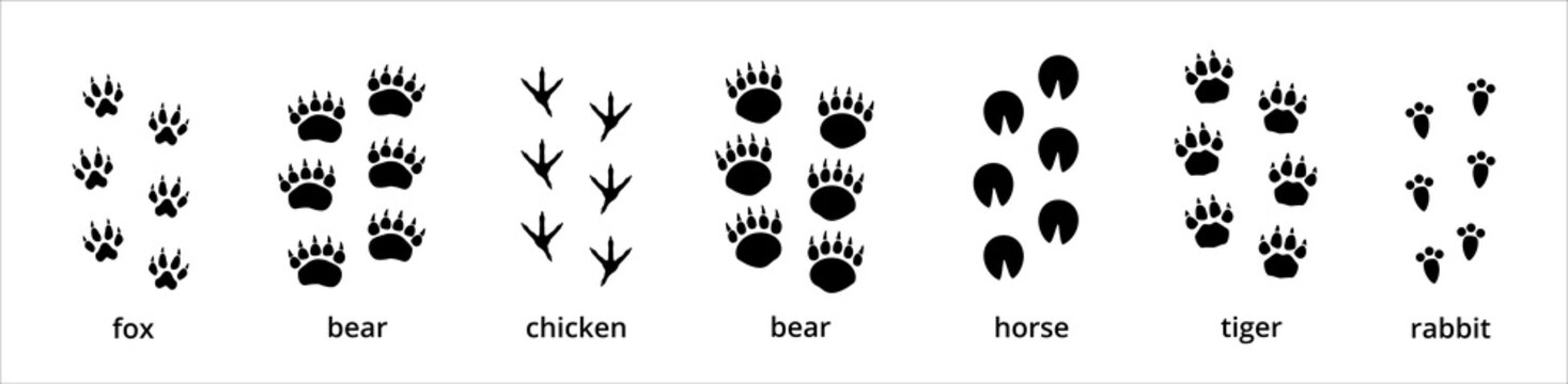 Animal paw and foot print trail. Contains footprint trace of fox, bear, grizzly, chicken, horse, tiger, and rabbit. Vector illustration on animal foot print shape.